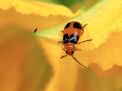 Aulacophora hilaris