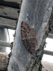 Triphosa haesitata