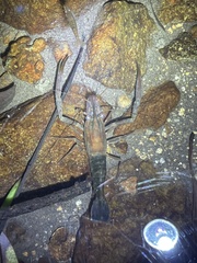 Macrobrachium laevis