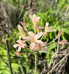Pelargonium luridum