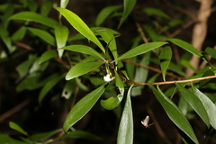 Myoporum acuminatum
