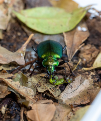 Calosoma schayeri
