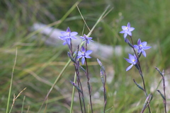 Thelymitra × truncata