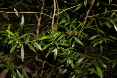 Myoporum acuminatum