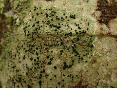 Mycoblastus sanguinarius