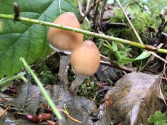 Psathyrella longistriata