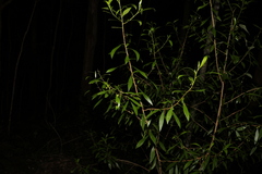 Myoporum acuminatum