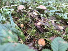 Psathyrella longistriata
