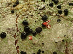 Mycoblastus sanguinarius