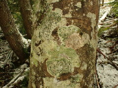 Mycoblastus sanguinarius