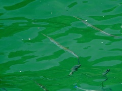 Tylosurus crocodilus