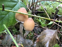 Psathyrella longistriata