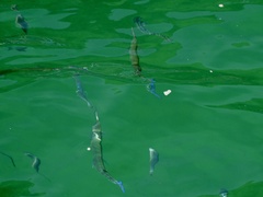 Tylosurus crocodilus