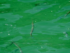 Tylosurus crocodilus