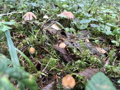 Psathyrella longistriata