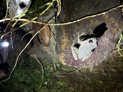 Quasipaa exilispinosa