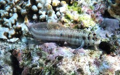 Bluespotted Blenny photo 3