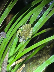 Amolops hongkongensis