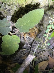 Quasipaa exilispinosa