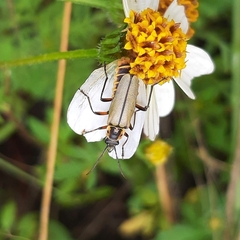 Chauliognathus hieroglyphicus