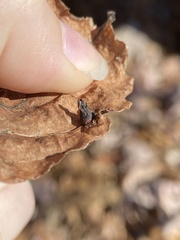 Hormaphis hamamelidis