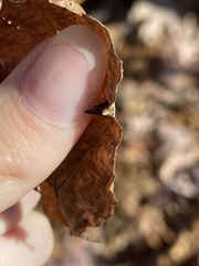 Hormaphis hamamelidis