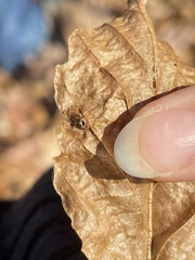 Hormaphis hamamelidis