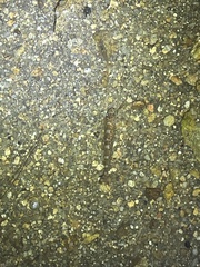 Liniparhomaloptera disparis