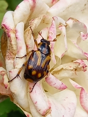 Stripsipher orientalis