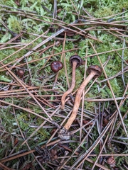 Chroogomphus vinicolor