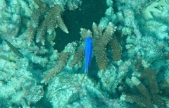 Pomacentrus coelestis