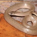 Eastern Earthsnake - Photo (c) Ty Smith, some rights reserved (CC BY-NC), uploaded by Ty Smith
