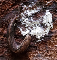 Prophysaon andersonii