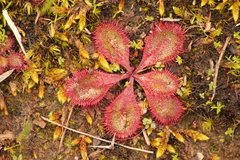 Drosera praefolia
