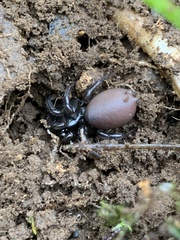 Antrodiaetus pacificus