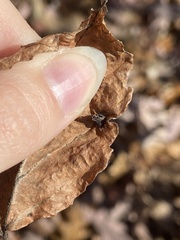 Hormaphis hamamelidis
