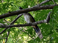 Ortalis poliocephala