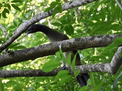 Ortalis poliocephala