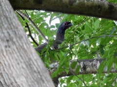 Ortalis poliocephala