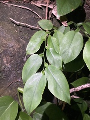 Pothos chinensis