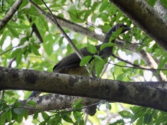 Ortalis poliocephala