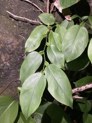 Pothos chinensis