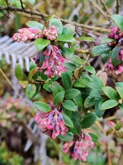 Vaccinium floribundum