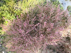 Salicornia blackiana