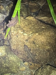 Paramesotriton hongkongensis