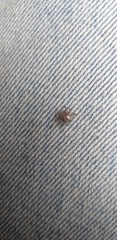 Ixodidae