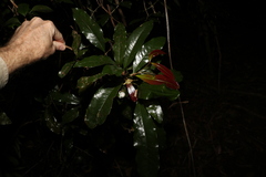 Beilschmiedia obtusifolia