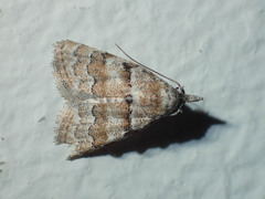 Nola bifascialis