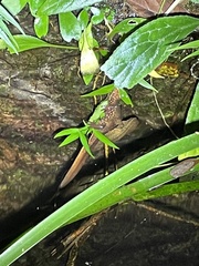 Paramesotriton hongkongensis