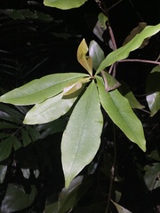 Ardisia sieboldii